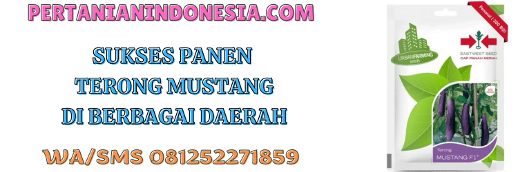 sukses,panen,budidaya,budidaya terong,pertanian indonesia